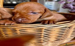 Hungarian Vizsla dogs for sale: Hungarian viszla puppies  - Image 4
