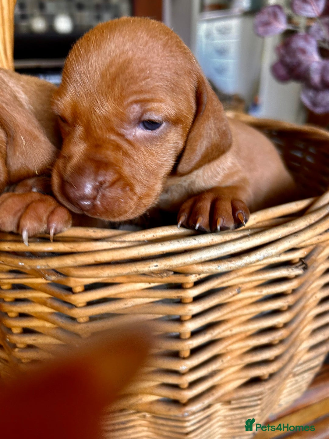 Hungarian Vizsla dogs for sale: Hungarian viszla puppies  - Image 4