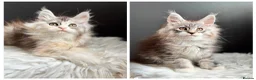 Maine Coon cats for sale: Outstanding Russian line kittens  - Advert 1