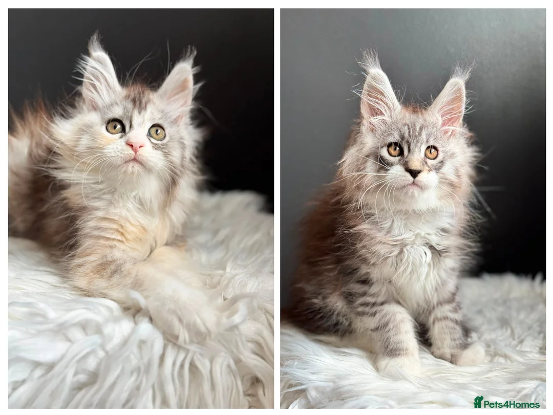 Maine Coon cats for sale: Outstanding Russian line kittens  - Advert 1