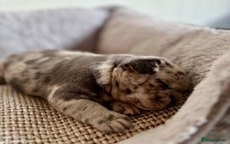 French Bulldog dogs for sale: Beautiful Blue-Eyed French Bulldog Puppies - Image 3