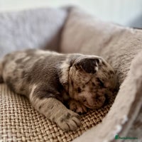 French Bulldog dogs Beautiful Blue-Eyed French Bulldog Puppies - Advert 2