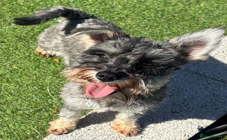 Miniature Schnauzer dogs - Advert 10