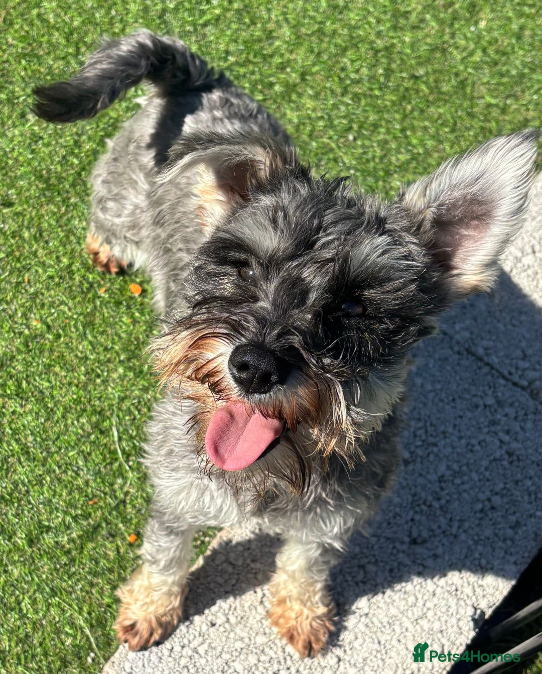Miniature Schnauzer dogs for sale: KC reg & health tested Mini Schnauzer 🩷 2yrs old - Image 1