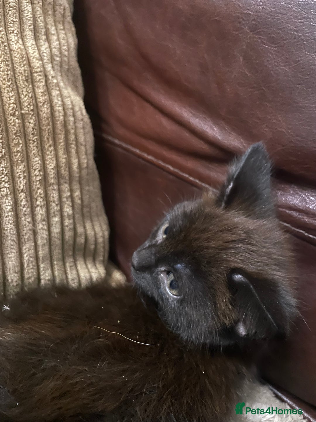 Mixed Breed cats for sale: BLACK KITTENS - Image 13