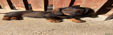 Miniature Dachshund 3