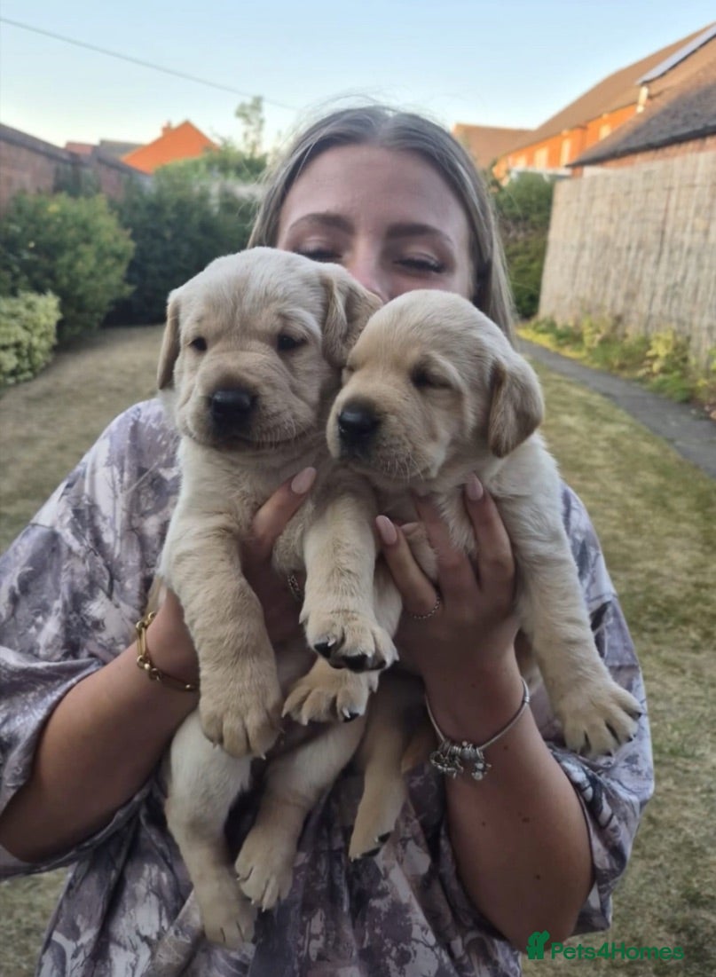 Labrador Retriever dogs KC reg Working Labrador puppies  - Advert 2