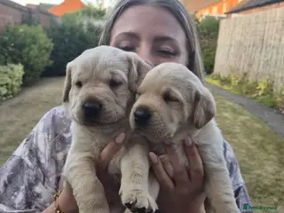 Labrador Retriever dogs KC reg Working Labrador puppies - Advert 12