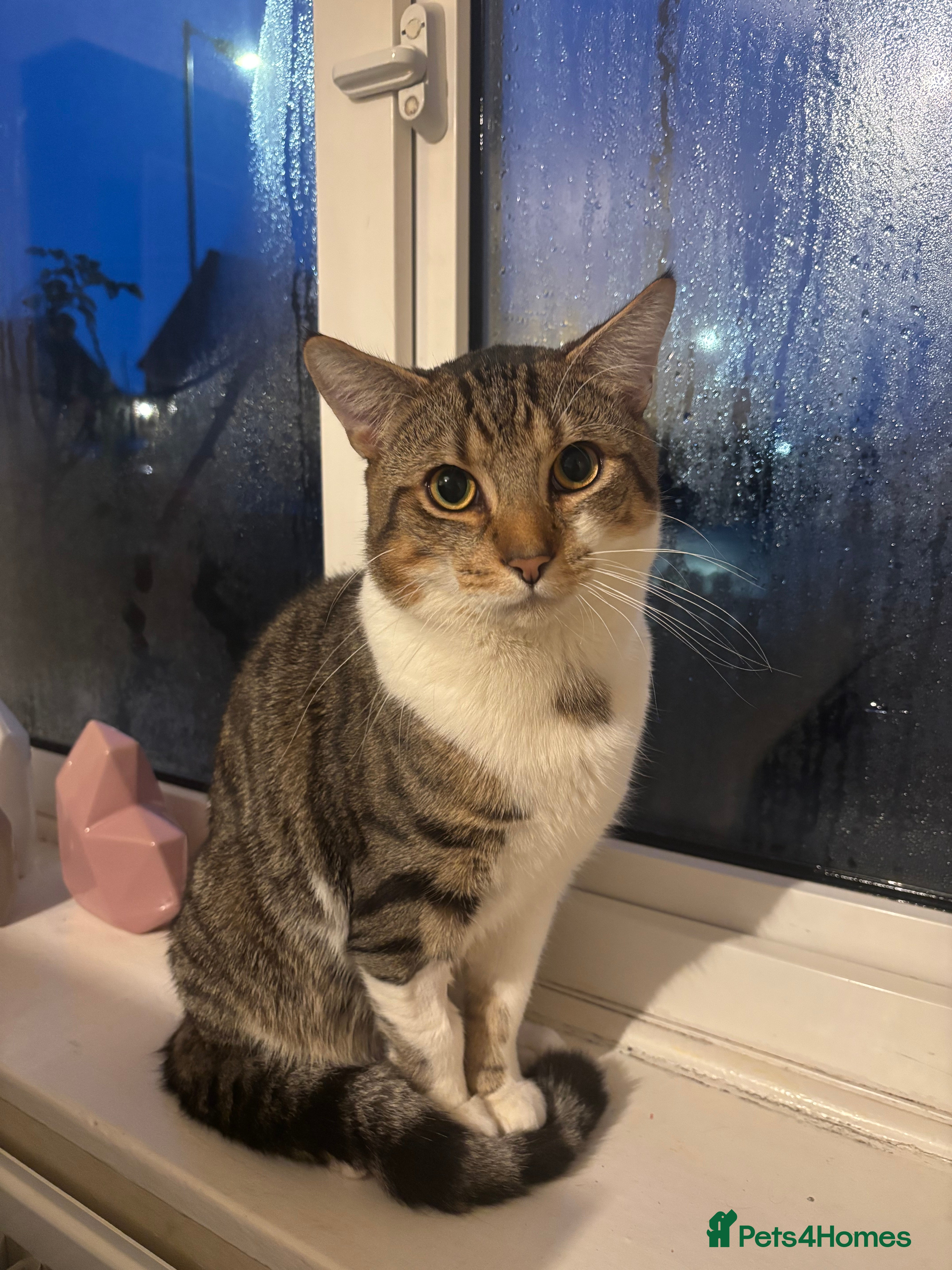 Mixed Breed cats 9 month old cat  **  - Advert 1