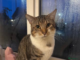 Mixed Breed cats 9 month old cat ** - Advert 1