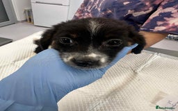 Mixed Breed dogs for adoption: 💮Cauliflower💮 for adoption, coming into GLOUS - Image 11
