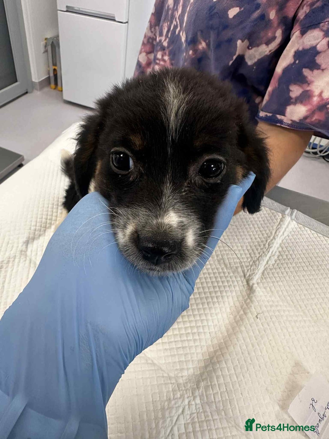 Mixed Breed dogs for adoption: 💮Cauliflower💮 for adoption, coming into GLOUS - Image 11
