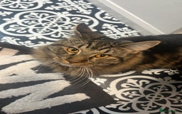British Longhair cats for sale: 2 Year Old Domestic Long Hair - Image 5