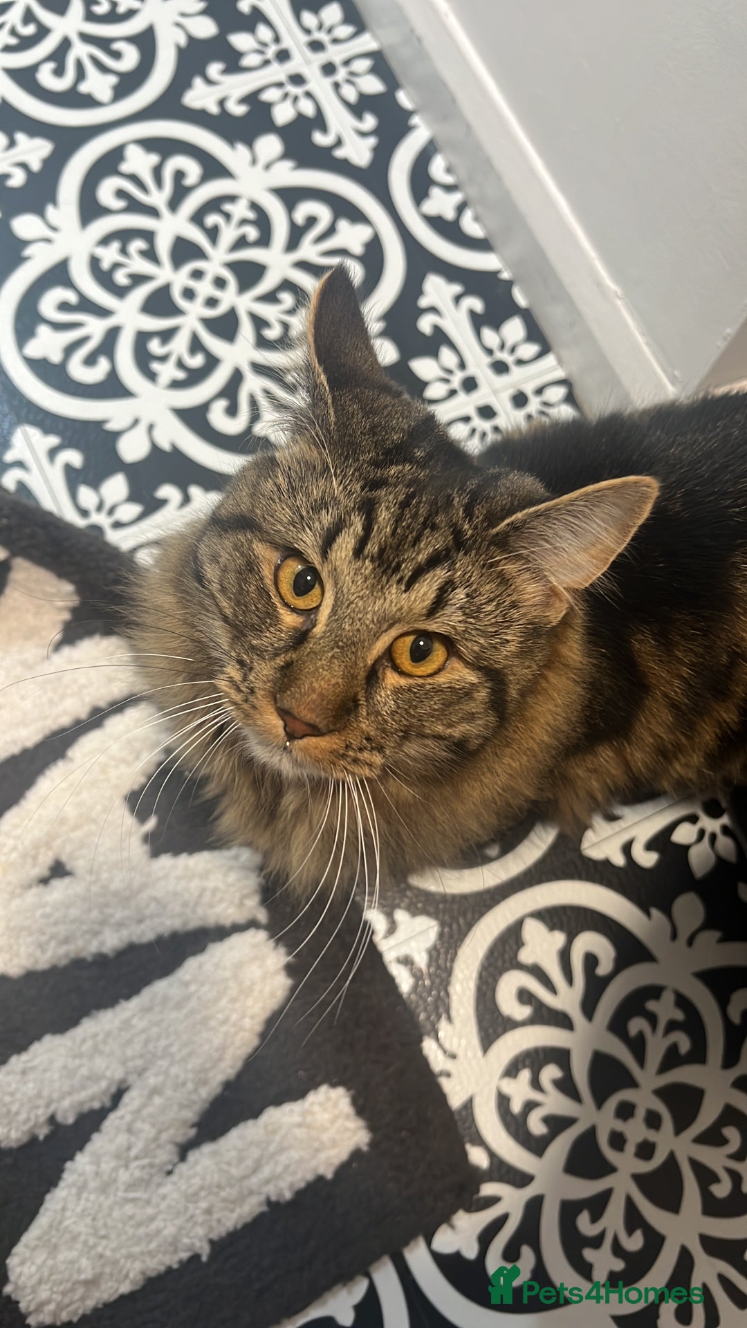 British Longhair cats for sale: 2 Year Old Domestic Long Hair - Image 5