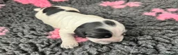 Cocker Spaniel dogs for sale: Gorgeous Show Type Cocker Spaniel Puppies KC Reg - Advert 9
