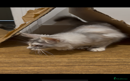 Maine Coon cats for sale: Maine coon kittens  - Image 7