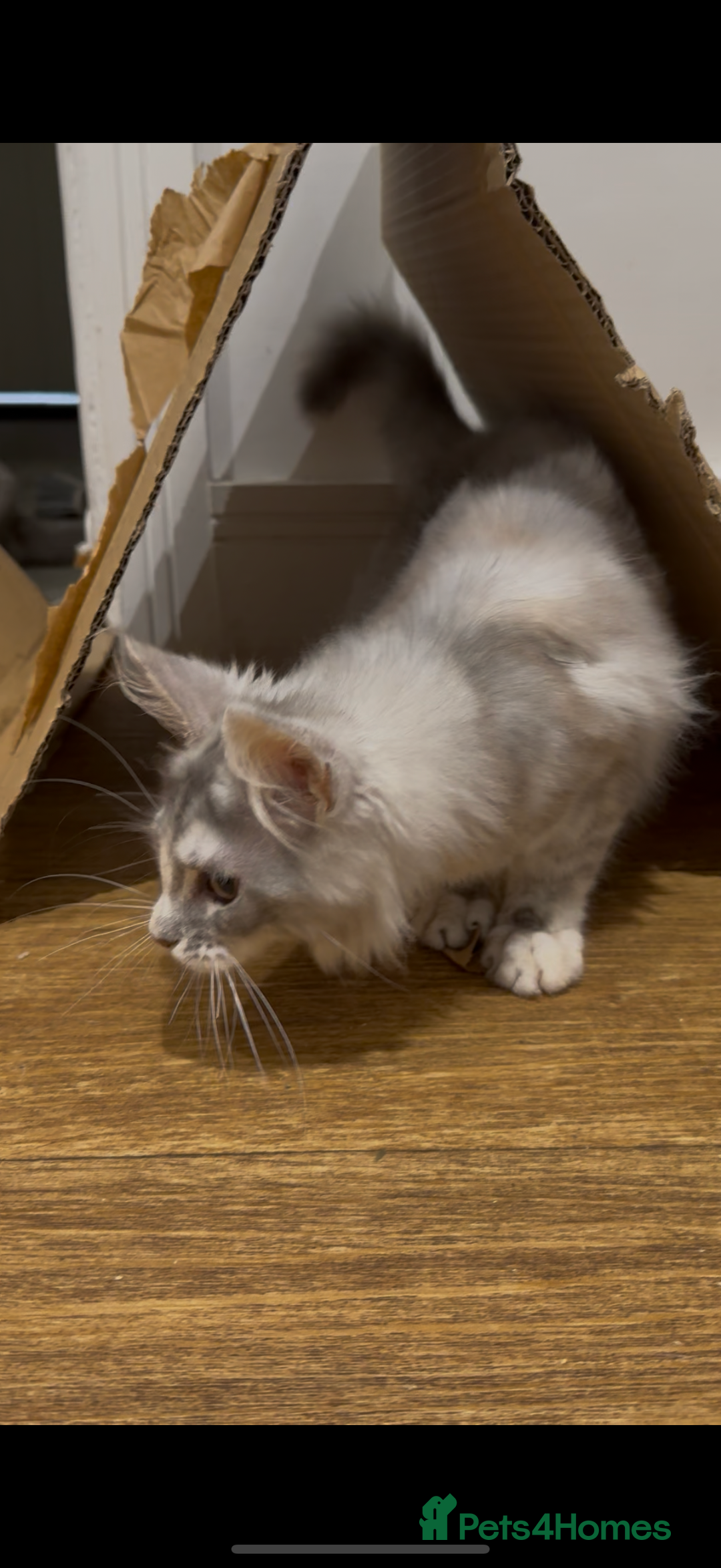 Maine Coon cats for sale: Maine coon kittens  - Image 7