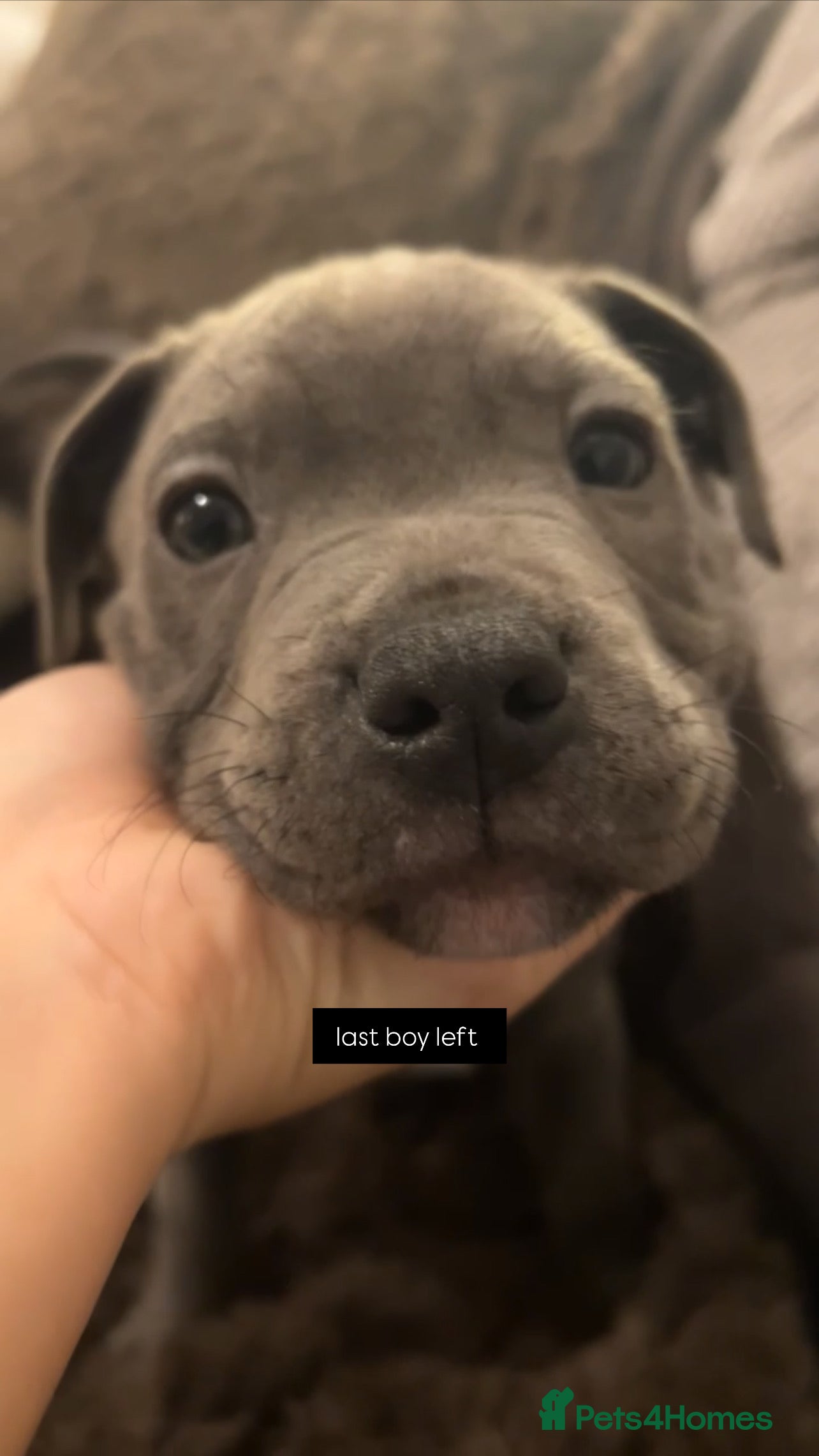 Staffordshire Bull Terrier dogs 1 pure blue boy ready to go!!  - Advert 3