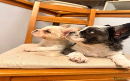 French Bulldog dogs for sale: French bulldogs  - Image 7