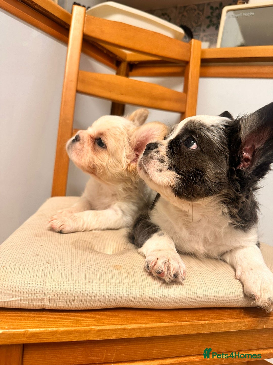 French Bulldog dogs for sale: French bulldogs  - Image 7