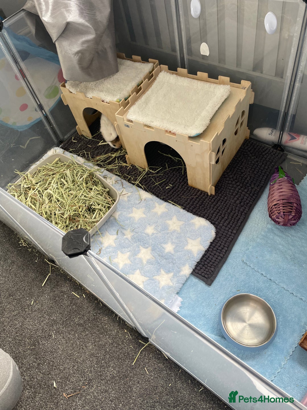 Guinea Pig rodents for sale: Two beautiful & very friendly female Guinea Pigs - Image 8
