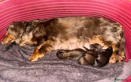 Dachshund dogs for sale: Long haired Dachshund  - Image 9