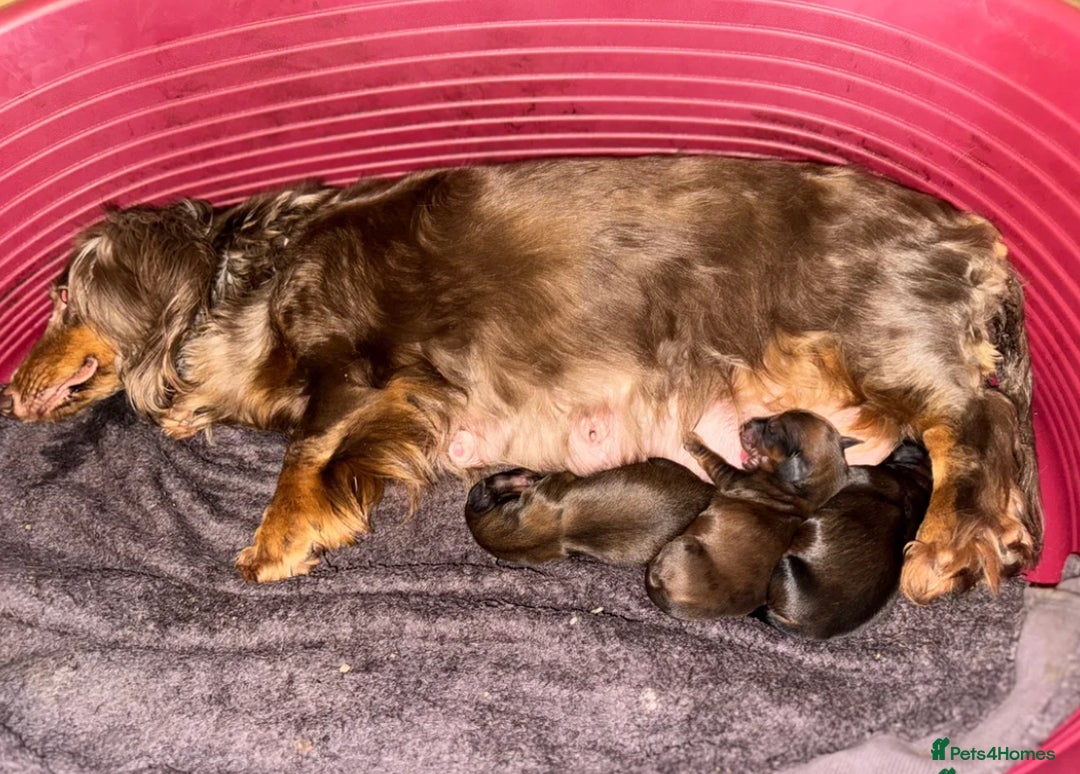 Dachshund dogs for sale: Long haired Dachshund  - Image 9