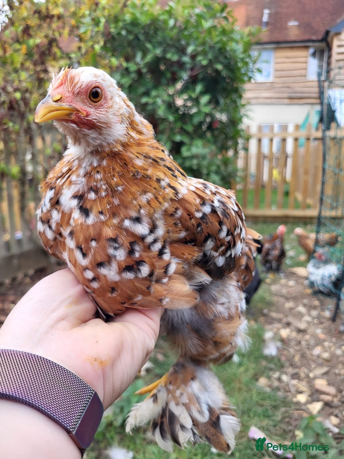 Chickens poultry Various pullets for sale  - Advert 18
