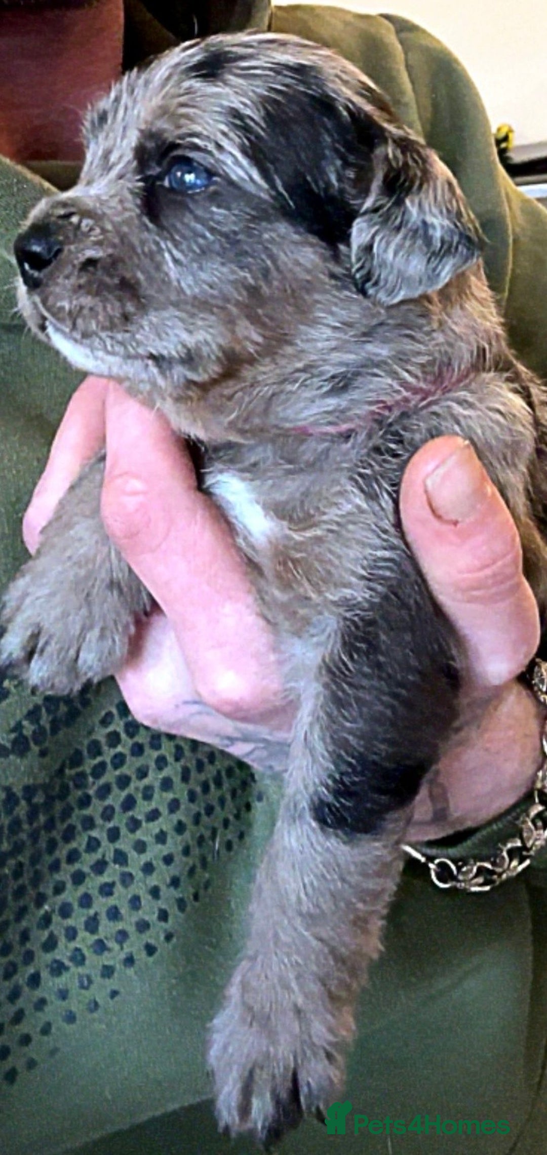 American Bully dogs for sale: RARE FLUFFY POCKET BULLIES - Image 2