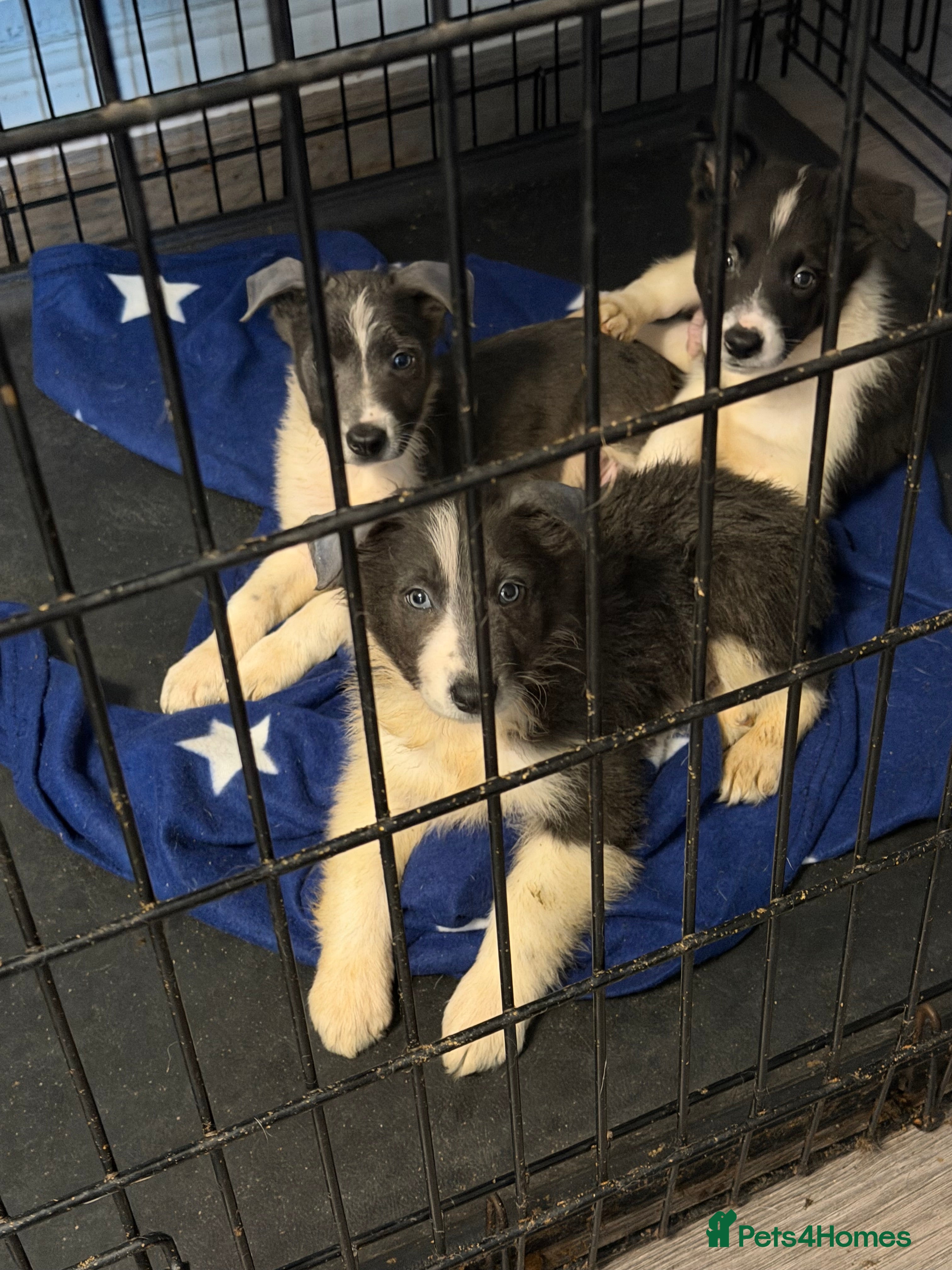 Border Collie dogs 10 amazing puppies 4 boys left !!  - Advert 15