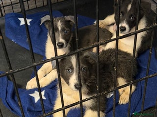 Border Collie dogs 10 amazing puppies 4 boys left !! - Advert 15