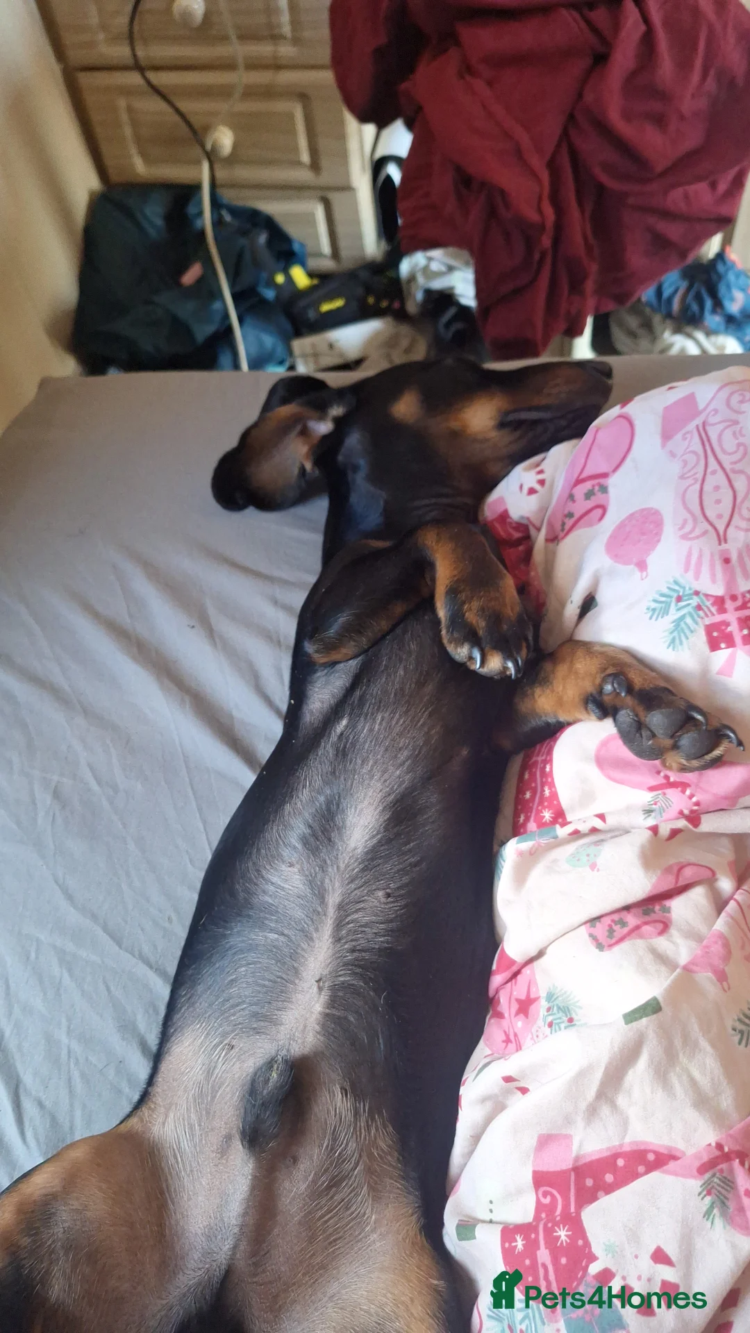 Dachshund dogs for sale: 6 Month Old Dachshound in Cranleigh - Advert 2