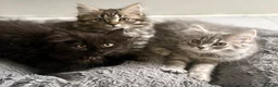 Mixed Breed cats for sale: Persian and British shorthair mix - Advert 4