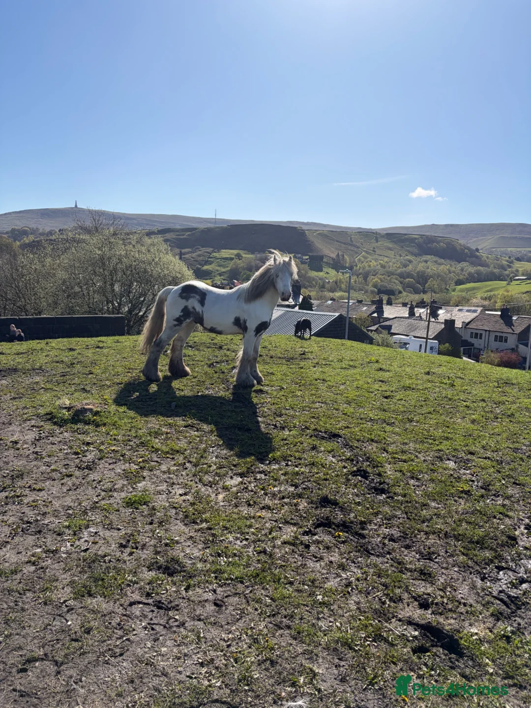 Other Breed horses for sale: Coloured mini cob in Todmorden - Advert 1