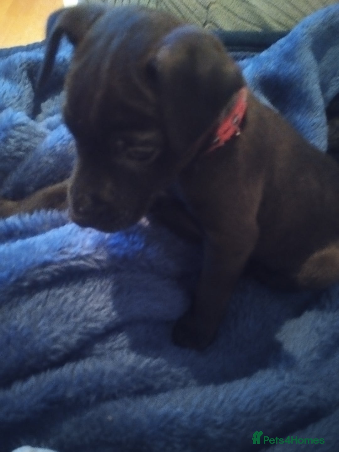 Patterdale Terrier dogs for sale: Patterdale Pups For Sale - Advert 10