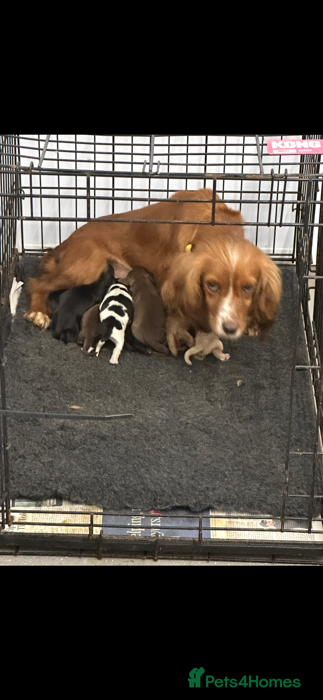 Cocker Spaniel dogs for sale: Kc reg. blue roan cocker dog left. Ready  - Image 2