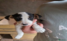 Jack Russell dogs for sale: Jack Russell pups 😍 - Image 9