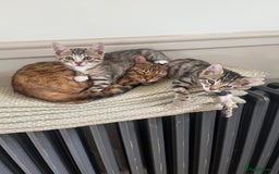 Bengal cats for sale: Divine Half Bengal Girl  - Image 4