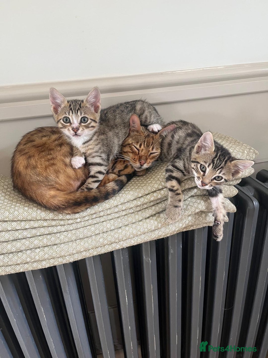 Bengal cats for sale: Divine Half Bengal Girl  - Image 4