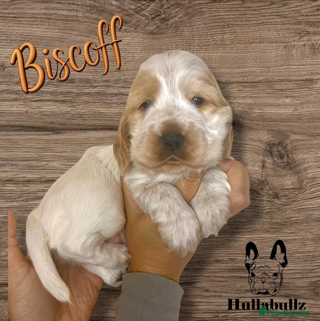 Cocker Spaniel dogs for stud: KC REG SHOW COCKER SPANIEL STUD in Gosport - Advert 38