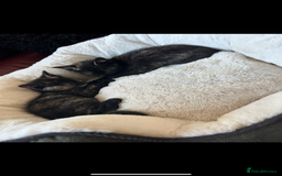 Domestic Shorthair cats for sale: Beautifull kittens  - Image 5
