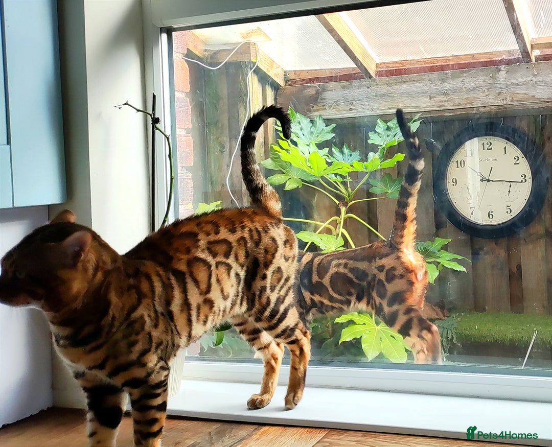 Bengal cats for sale: 🔥Luxury Bengal Adults Durham UK TICA reg Pedigree - Image 7
