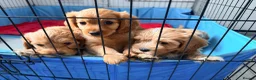 Cavapoo dogs for sale: Cavapoos puppies for sale  - Advert 18