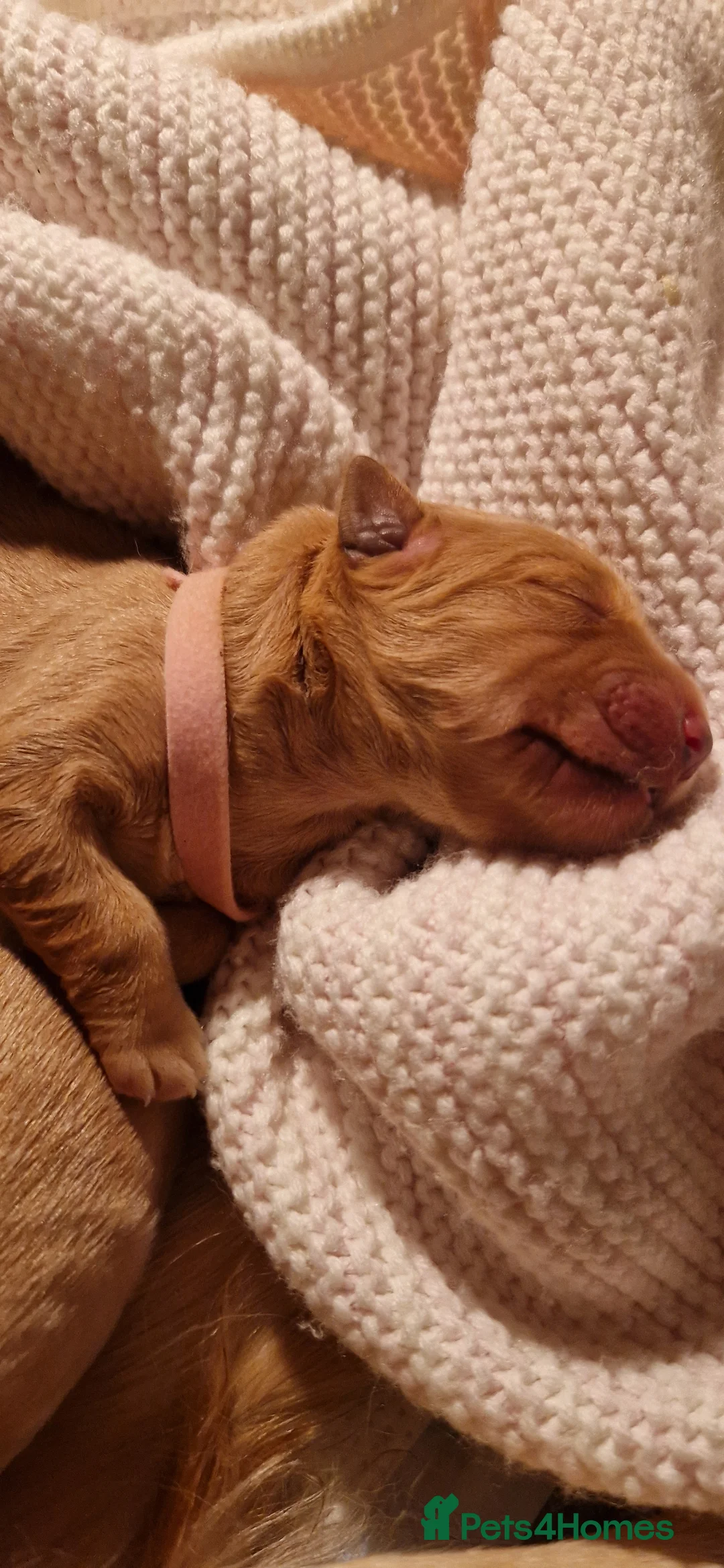 Golden Retriever dogs for sale: Golden Retriever puppies- 3 weeks old - Advert 25