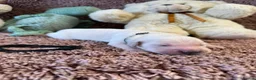 Golden Retriever dogs for sale: Golden Retriever Pups - Gorgeous  - Advert 12