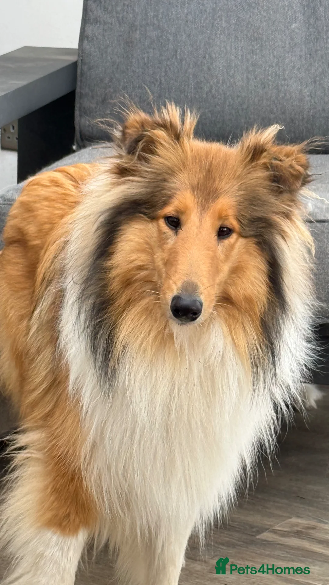 Rough Collie dogs for sale: Sable & White Female Rough Collie Available  - Advert 2