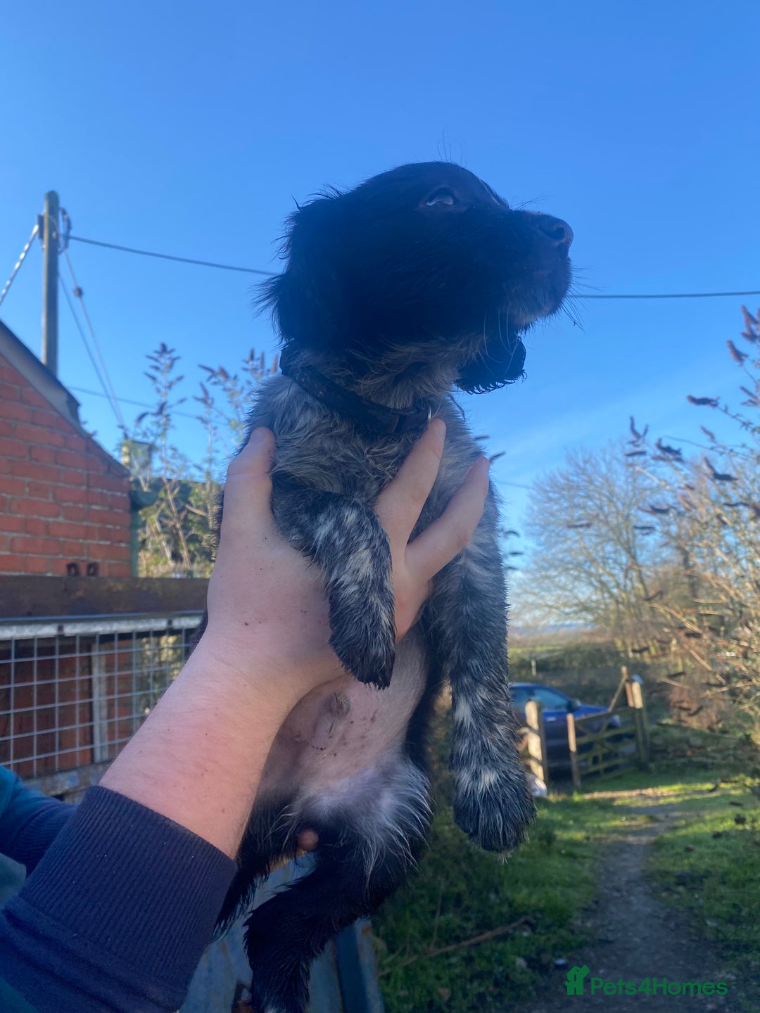 Mixed Breed dogs for sale: Cocker x collie puppies  - Advert 17