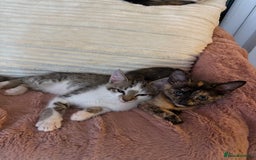 Mixed Breed cats for sale: 2 Babies Left! Waiting For Their Forever Home - Image 11