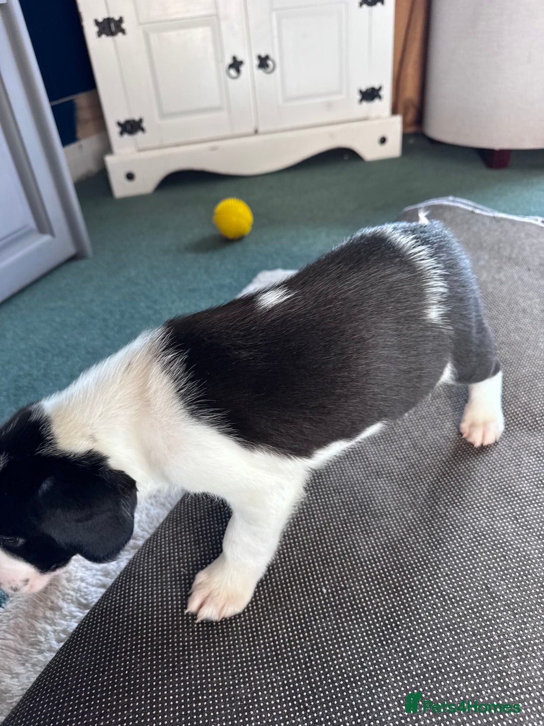 Sprollie dogs for sale: 3 beautiful sprollie pups - Image 20