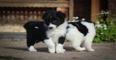 Border Collie dogs - Advert 16